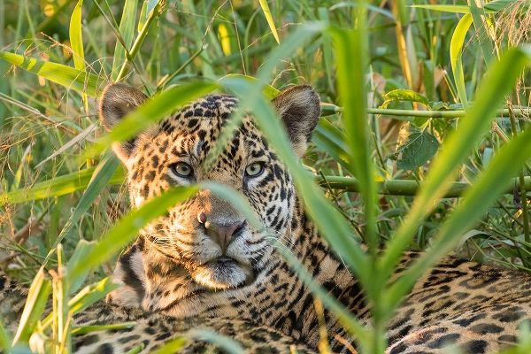 Brazil-Pantanal Close-up of jaguar